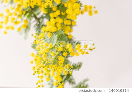 Indoor photo of yellow mimosa flowers against a white background (53) Indoor photo of yellow mimosa flowers against a white background (53) 140010514