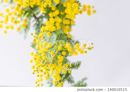 Indoor photo of yellow mimosa flowers against a white background (54) Indoor photo of yellow mimosa flowers against a white background (54) 140010515