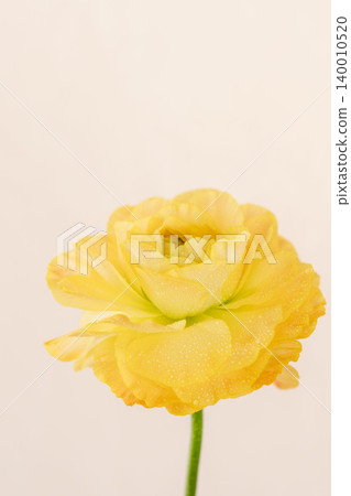 Yellow ranunculus flowers with water droplets on them, photographed indoors against a beige background (08) 140010520