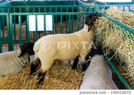 Sheep gazing dry grass in stable Sheep gazing dry grass in stable 140010678