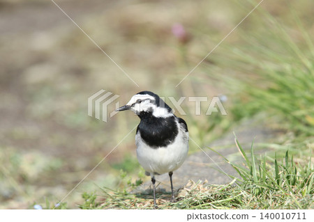 White Wagtail (Hakusekirei) - A wild bird of Hokkaido. White Wagtail (Hakusekirei) - A wild bird of Hokkaido. 140010711