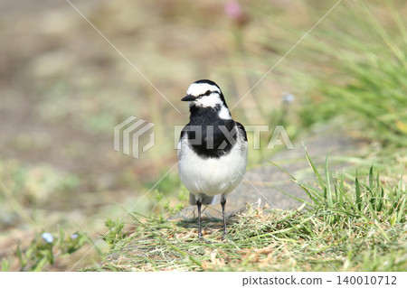 White Wagtail (Hakusekirei) - A wild bird of Hokkaido. White Wagtail (Hakusekirei) - A wild bird of Hokkaido. 140010712