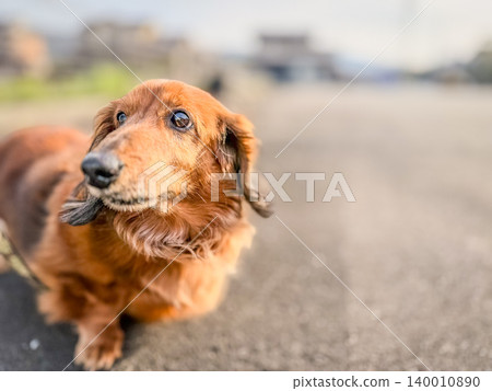 A miniature dachshund enjoying a walk A miniature dachshund enjoying a walk 140010890