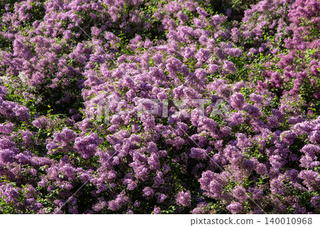 Purple Lilac pink flower Blossom. Syringa Flowers Purple Lilac pink flower Blossom. Syringa Flowers 140010968