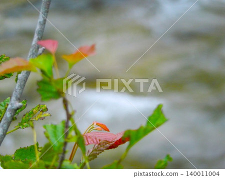 Leaves faintly tinged with red in the rain Leaves faintly tinged with red in the rain 140011004