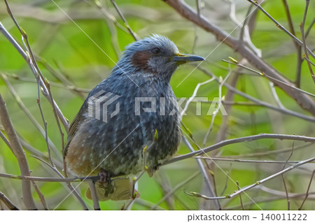 Bulbul Bulbul 140011222