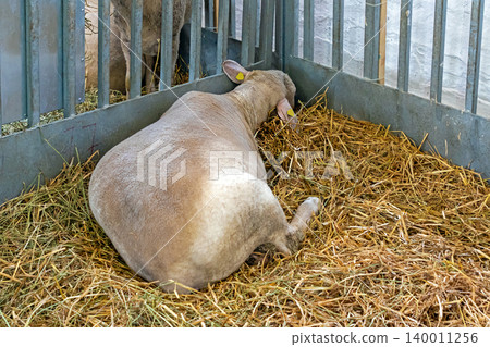 Sheep laying on hay in farm Sheep laying on hay in farm 140011256