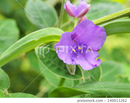  Spiderwort 140011262