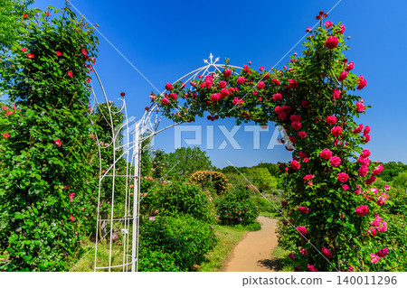 On a clear May morning, the Keisei Rose Garden was in full bloom, with a beautiful tunnel of roses and an unmanned walking path leading into the distance. 140011296