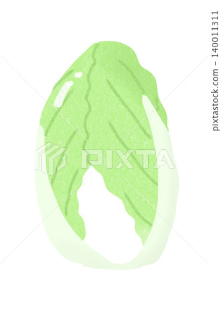 Cabbage illustration Cabbage illustration 140011311