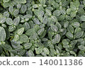Top View of Fittonia Plant With Patterned Green and White Leaves 140011386