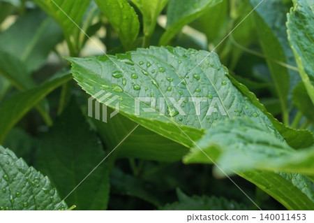 Leaves wet with rain Leaves wet with rain 140011453