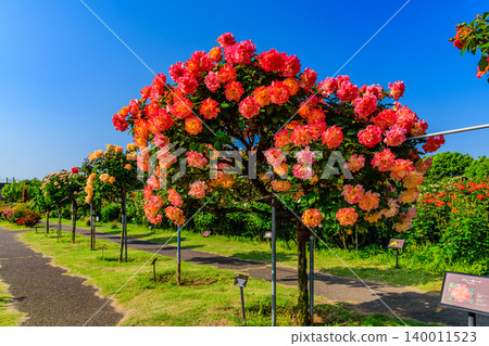 A clear May morning, the Keisei Rose Garden in full bloom. Beautiful rose bushes lining the main street, viewed from a diagonal angle. A clear May morning, the Keisei Rose Garden in full bloom. Beautiful rose bushes lining the main street, viewed from a diagonal angle. 140011523
