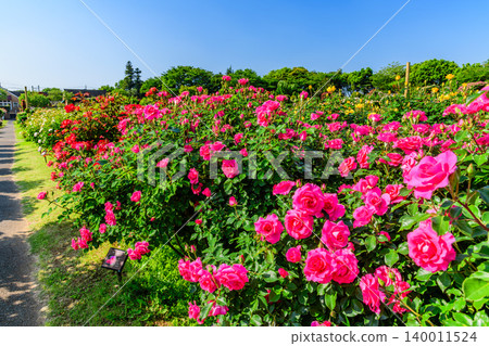 A clear May morning, the Keisei Rose Garden in full bloom. Beautiful rose bushes lining the main street, viewed from a diagonal angle. A clear May morning, the Keisei Rose Garden in full bloom. Beautiful rose bushes lining the main street, viewed from a diagonal angle. 140011524