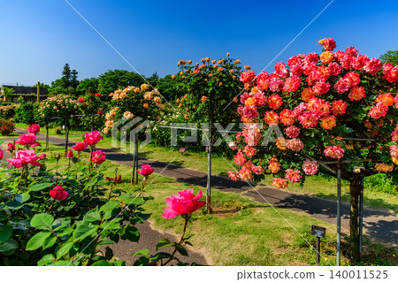 A clear May morning, the Keisei Rose Garden in full bloom. Beautiful rose bushes lining the main street, viewed from a diagonal angle. A clear May morning, the Keisei Rose Garden in full bloom. Beautiful rose bushes lining the main street, viewed from a diagonal angle. 140011525
