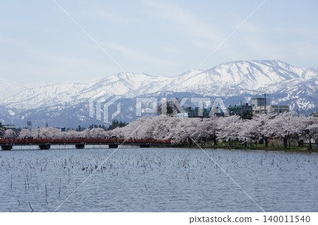 Cherry blossoms and snowy mountains 140011540