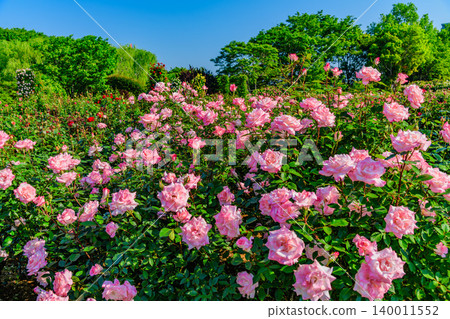 On a clear May morning, the Keisei Rose Garden is in full bloom, with large, pink roses filling the entire screen. On a clear May morning, the Keisei Rose Garden is in full bloom, with large, pink roses filling the entire screen. 140011552