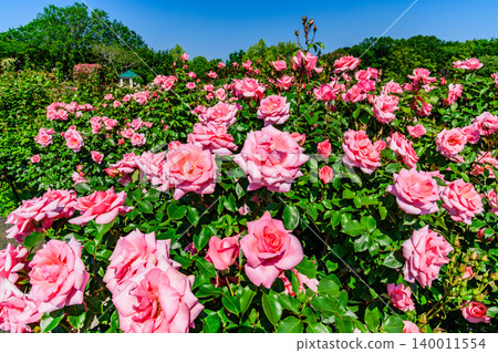On a clear May morning, the Keisei Rose Garden is in full bloom, with large, pink roses filling the entire screen. On a clear May morning, the Keisei Rose Garden is in full bloom, with large, pink roses filling the entire screen. 140011554