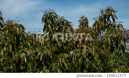 Avocado trees grow with dense green foliage and young leaves under a bright sky. Mountains can be seen in the background, creating a natural setting for the plantation. Avocado trees grow with dense green foliage and young leaves under a bright sky. Mountains can be seen in the background, creating a natural setting for the plantation. 140011577