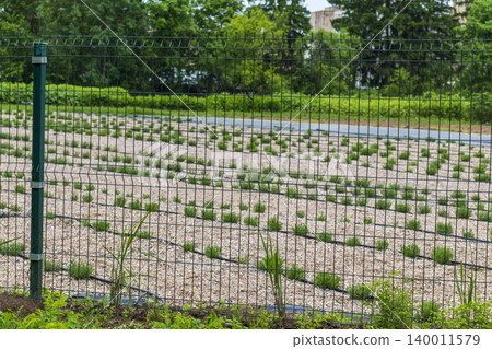 Young lavender plants growing in gravel field behind metal fence. Agriculture 140011579