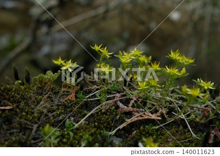 垂花景天（Sedum sarmentosum）的黃色花朵在苔蘚上盛開 140011623