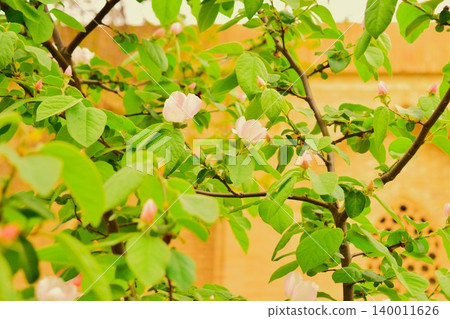 烏茲別克一所伊斯蘭學校庭院裡的蘋果花 140011626