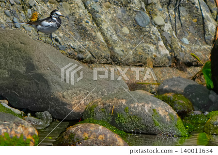 Wagtail Wagtail 140011634