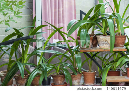 Indoor Botanical Display of Potted Amaryllis and Clivia Plants on Multi-Tiered Shelves Indoor Botanical Display of Potted Amaryllis and Clivia Plants on Multi-Tiered Shelves 140011679