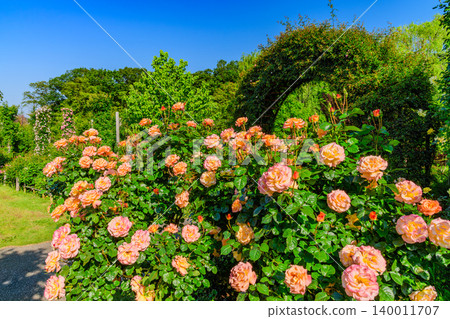 On a clear May morning, the Keisei Rose Garden is in full bloom. A wide-angle view of the deserted garden, where colorful roses are in full glory. On a clear May morning, the Keisei Rose Garden is in full bloom. A wide-angle view of the deserted garden, where colorful roses are in full glory. 140011707