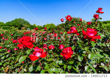 On a clear May morning, the Keisei Rose Garden is in full bloom. A wide-angle view of the deserted garden, where colorful roses are in full glory. 140011715