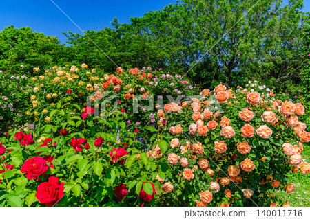 On a clear May morning, the Keisei Rose Garden is in full bloom. A wide-angle view of the deserted garden, where colorful roses are in full glory. On a clear May morning, the Keisei Rose Garden is in full bloom. A wide-angle view of the deserted garden, where colorful roses are in full glory. 140011716