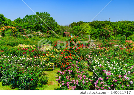 On a clear May morning, the Keisei Rose Garden is in full bloom. A wide-angle view of the deserted garden, where colorful roses are in full glory. On a clear May morning, the Keisei Rose Garden is in full bloom. A wide-angle view of the deserted garden, where colorful roses are in full glory. 140011717