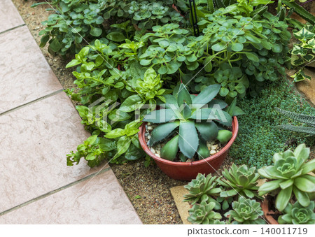 A beautifully arranged indoor succulent garden display or botanical conservatory planting bed bordering a tiled walkway. 140011719