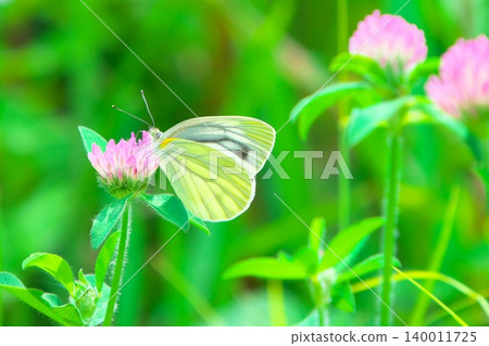 A yellowish cabbage white butterfly perched on a red clover flower. A yellowish cabbage white butterfly perched on a red clover flower. 140011725