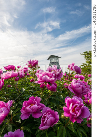 The sight of peonies in full bloom in Shikama town, adding color to the early summer. 140011786
