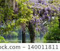 The wisteria trellis by the pond (San'ei Water Reservoir) is in full bloom. 140011811