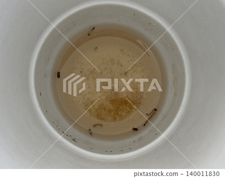 Dirty Stagnant Water In Ceramic Tea Cup Breeding Mosquito Larvae Dirty Stagnant Water In Ceramic Tea Cup Breeding Mosquito Larvae 140011830
