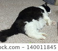 chubby cat 140011845