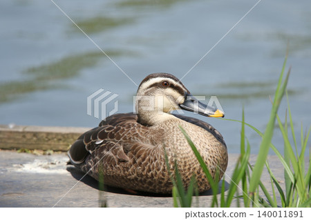 Mallard (Anas zonorhyncha), a wild bird of Hokkaido. Mallard (Anas zonorhyncha), a wild bird of Hokkaido. 140011891