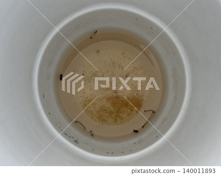 Close Up Of Mosquito Larvae Wriggling In Dirty Stagnant Water Inside Cup Close Up Of Mosquito Larvae Wriggling In Dirty Stagnant Water Inside Cup 140011893