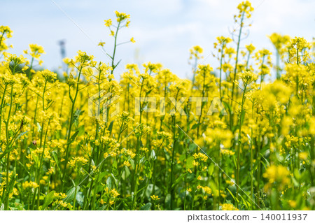 Seoul, South Korea - May. 10, 2026 : Stunning close-up and landscape view of vibrant yellow canola flower fields in Guri Hangang Park, South Korea, during a sunny spring afternoon Seoul, South Korea - May. 10, 2026 : Stunning close-up and landscape view of vibrant yellow canola flower fields in Guri Hangang Park, South Korea, during a sunny spring afternoon 140011937