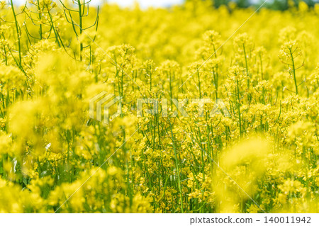 Seoul, South Korea - May. 10, 2026 : Stunning close-up and landscape view of vibrant yellow canola flower fields in Guri Hangang Park, South Korea, during a sunny spring afternoon Seoul, South Korea - May. 10, 2026 : Stunning close-up and landscape view of vibrant yellow canola flower fields in Guri Hangang Park, South Korea, during a sunny spring afternoon 140011942