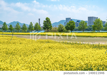 Seoul, South Korea - May. 10, 2026 : Stunning close-up and landscape view of vibrant yellow canola flower fields in Guri Hangang Park, South Korea, during a sunny spring afternoon Seoul, South Korea - May. 10, 2026 : Stunning close-up and landscape view of vibrant yellow canola flower fields in Guri Hangang Park, South Korea, during a sunny spring afternoon 140011946