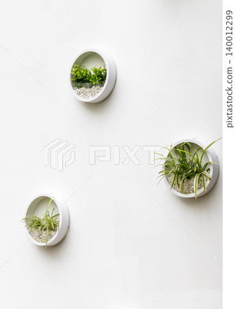 A minimalist vertical wall garden display featuring small green plants inside round wall-mounted containers A minimalist vertical wall garden display featuring small green plants inside round wall-mounted containers 140012299