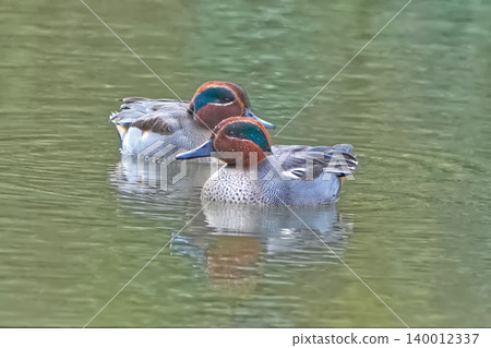 Pond duck Pond duck 140012337