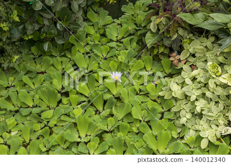 A vibrant, lush water garden or pond edge filled with floating aquatic plants and surrounding terrestrial greenery A vibrant, lush water garden or pond edge filled with floating aquatic plants and surrounding terrestrial greenery 140012340