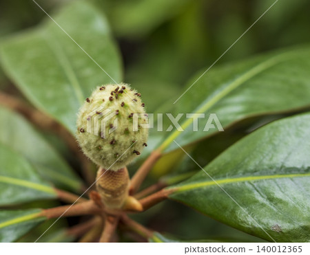 A detailed close-up of a developing seed pod cone of a Southern Magnolia tree. 140012365