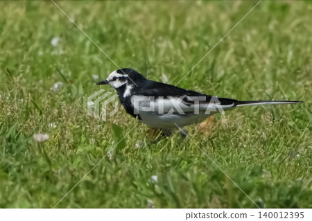 Wagtail 140012395