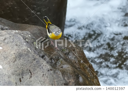 Wagtail Wagtail 140012397
