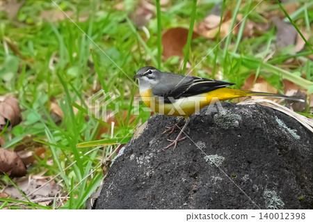 Wagtail Wagtail 140012398